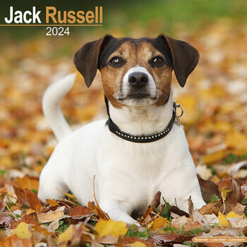 Calendrier 2024 Jack russell