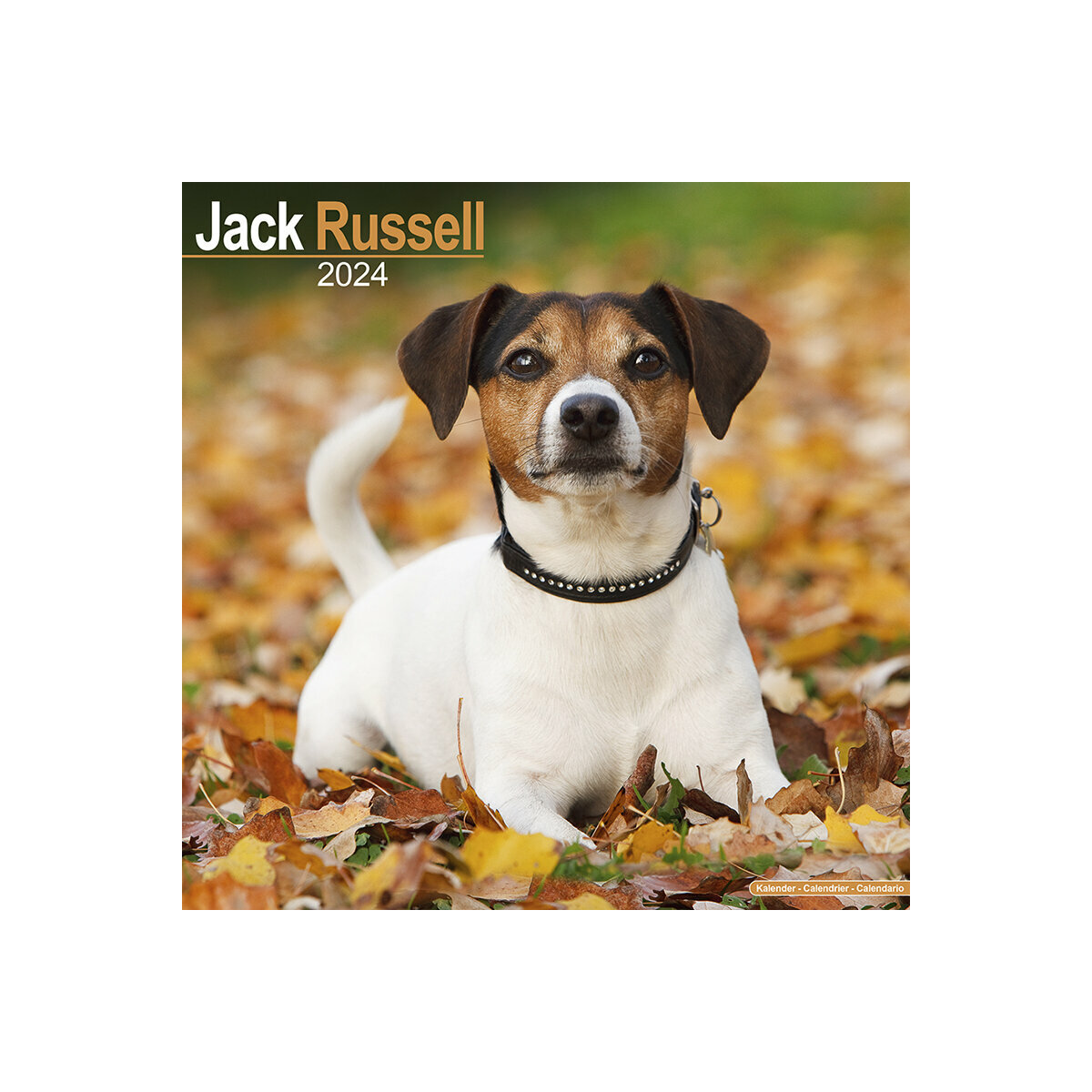 calendrier Jack russell 2024