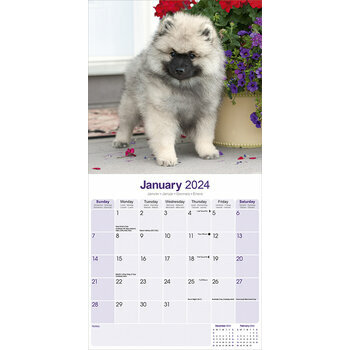 Calendrier 2024 Spitz loup