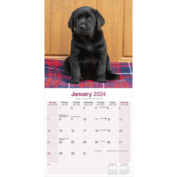 Calendrier 2024 Labrador noir Calendrier 2024 Labrador noir