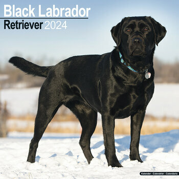 Calendrier 2024 Labrador noir Calendrier 2024 Labrador noir