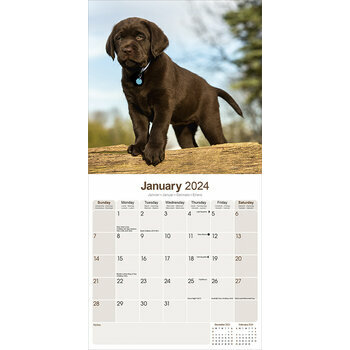 Calendrier 2024 Labrador chocolat