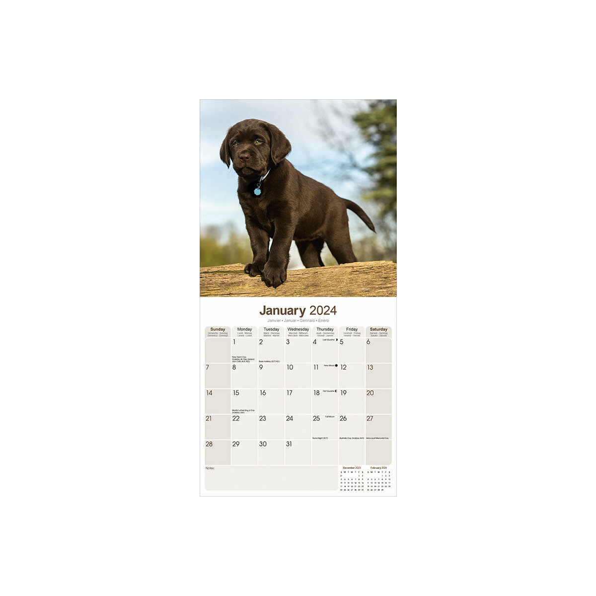 calendrier Labrador chocolat 2024