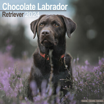 Calendrier 2024 Labrador chocolat Calendrier 2024 Labrador chocolat