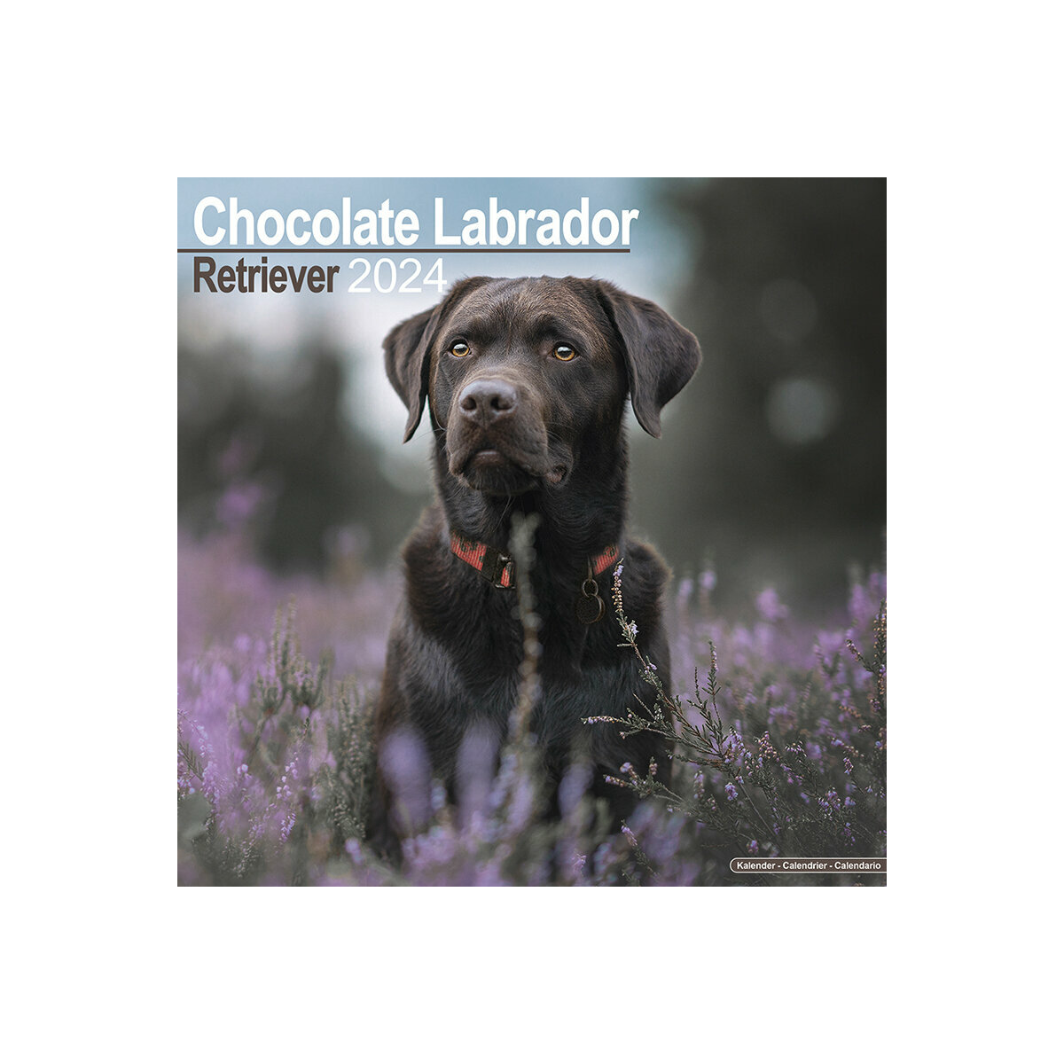 calendrier Labrador chocolat 2024