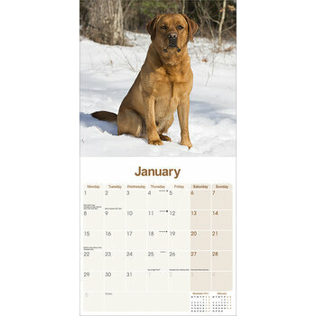 Calendrier 2024 Labrador fox red