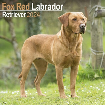 Calendrier 2024 Labrador fox red