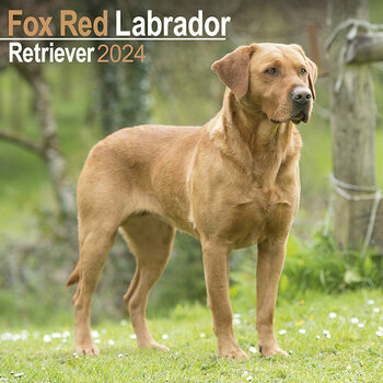 Calendrier 2024 Labrador fox red Calendrier 2024 Labrador fox red