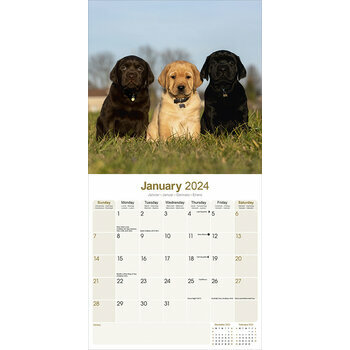 Calendrier 2024 Labrador toutes couleurs Calendrier 2024 Labrador toutes couleurs