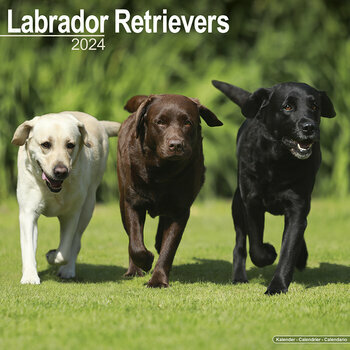 Calendrier 2024 Labrador toutes couleurs