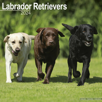 Calendrier 2024 Labrador toutes couleurs Calendrier 2024 Labrador toutes couleurs