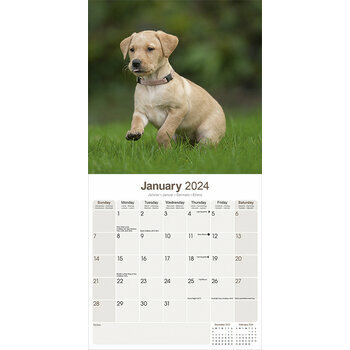 Calendrier 2024 Labrador sable Calendrier 2024 Labrador sable
