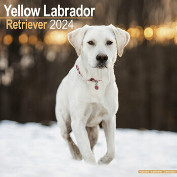Calendrier 2024 Labrador sable