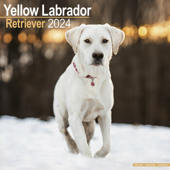 Calendrier 2024 Labrador sable Calendrier 2024 Labrador sable