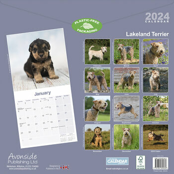 Calendrier 2024 Lakeland terrier