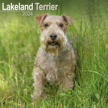 Calendrier 2024 Lakeland terrier