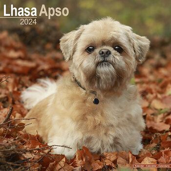 Calendrier 2024 Lhassa apso