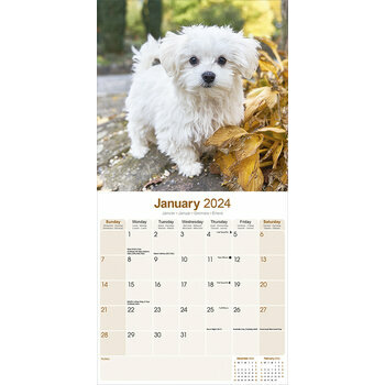 Calendrier 2024 Bichon maltais Calendrier 2024 Bichon maltais
