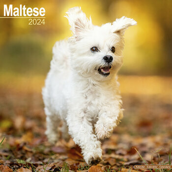 Calendrier 2024 Bichon maltais Calendrier 2024 Bichon maltais
