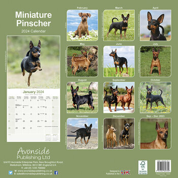 Calendrier 2024 Pinscher nain