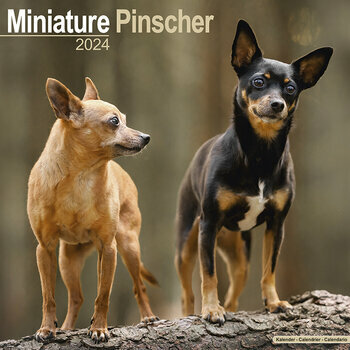 Calendrier 2024 Pinscher nain