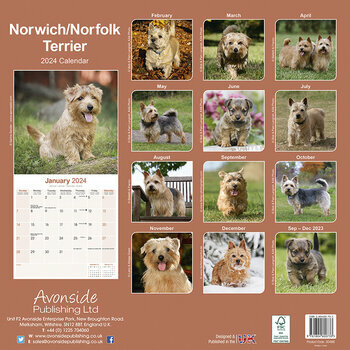 Calendrier 2024 Norwich Norfolk terrier