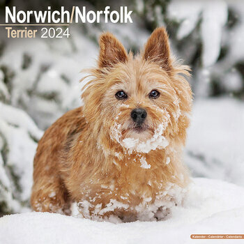 Calendrier 2024 Norwich Norfolk terrier
