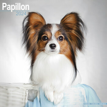 Calendrier 2024 Epagneul papillon