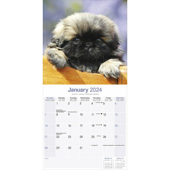 Calendrier 2024 Pekinois