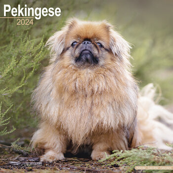 Calendrier 2024 Pekinois