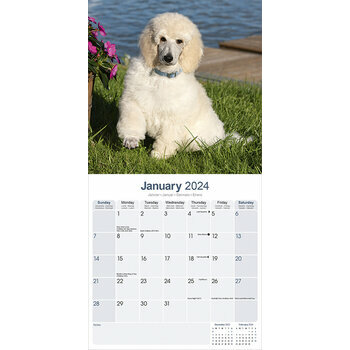 Calendrier 2024 Caniche Calendrier 2024 Caniche
