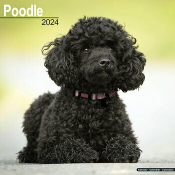 Calendrier 2024 Caniche Calendrier 2024 Caniche