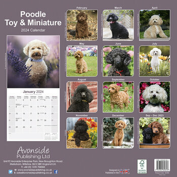 Calendrier 2024 Caniche nain Calendrier 2024 Caniche nain