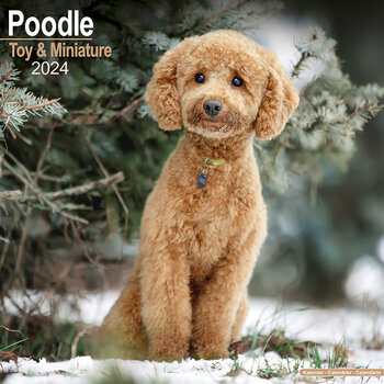 Calendrier 2024 Caniche nain Calendrier 2024 Caniche nain