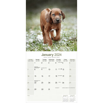 Calendrier 2024 Rhodesian ridgeback