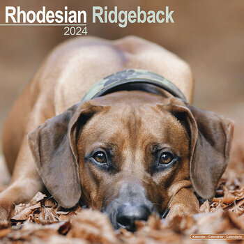 Calendrier 2024 Rhodesian ridgeback