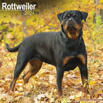 Calendrier 2024 Rottweiler Calendrier 2024 Rottweiler