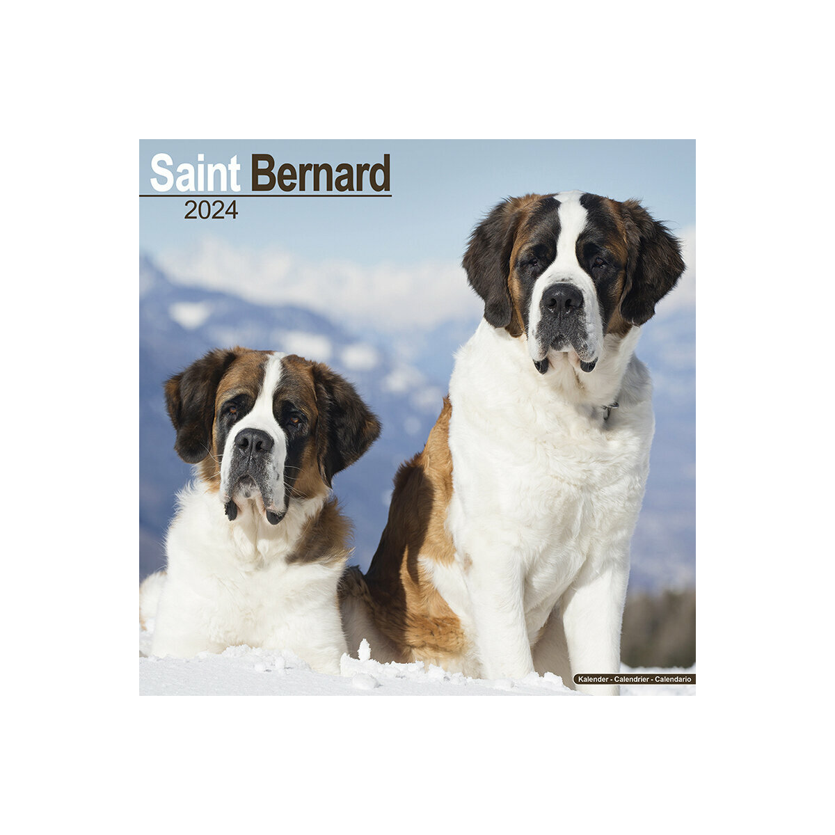 calendrier Saint Bernard 2024