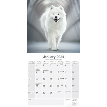 Calendrier 2024 Samoyede