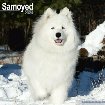 Calendrier 2024 Samoyede