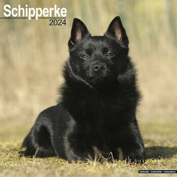Calendrier 2024 Schipperke