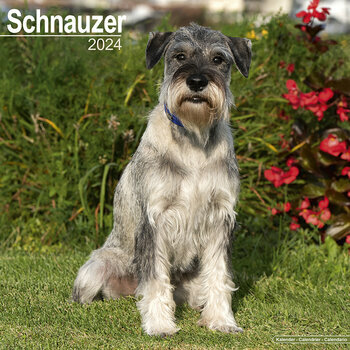 Calendrier 2024 Schnauzer