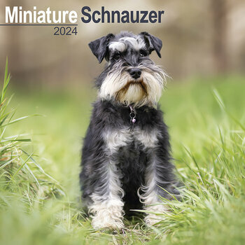 Calendrier 2024 Schnauzer nain