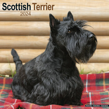Calendrier 2024 Scottish terrier