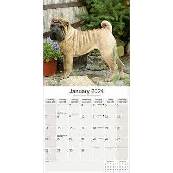 Calendrier 2024 Shar pei