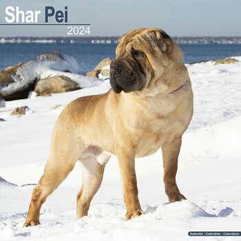 Calendrier 2024 Shar pei