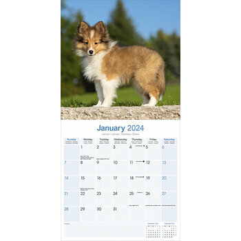 Calendrier 2024 Shetland