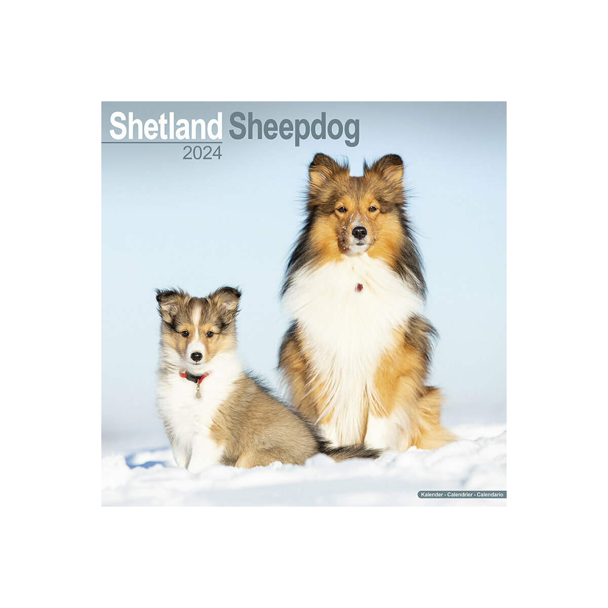 calendrier Shetland 2024