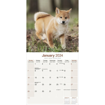 Calendrier 2024 Shiba inu