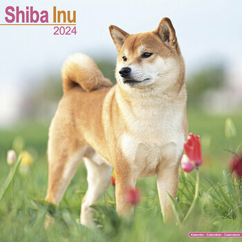 Calendrier 2024 Shiba inu